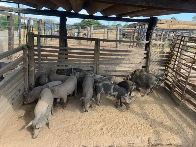 VENDO 18 PORCOS MARRÃO - TRINDADE/GO