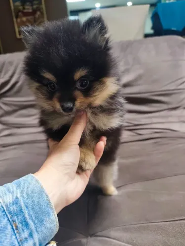 Lindo filhote de Spitz Alemão disponível Black tan 