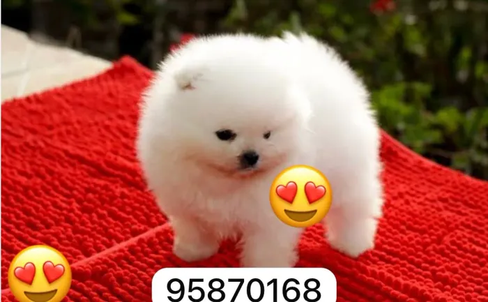 Lindas fêmeas Lulu da Pomerania 