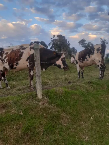 Vacas Normando