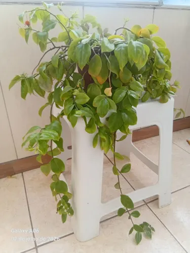 Planta Ora pro nobis