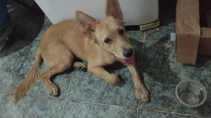 Cachorro porte grande