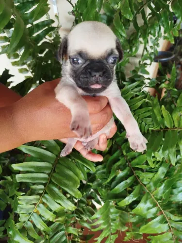 Filhote de Pug machinho 