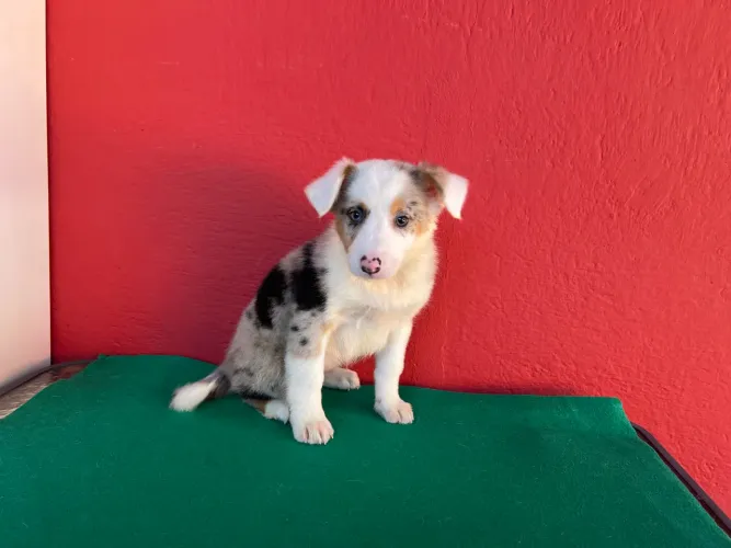 A raça mais inteligente:: Border com pedigree