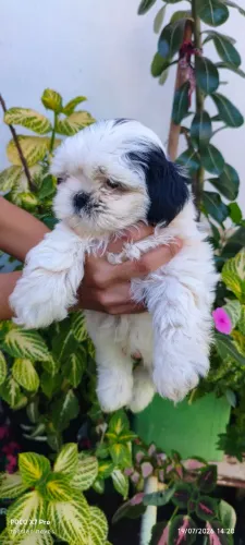 Filhote de shih Tzu macho