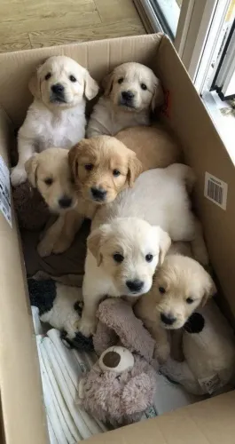 Golden retriever