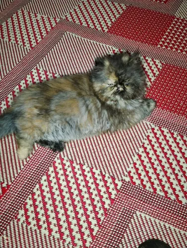 Gata persa