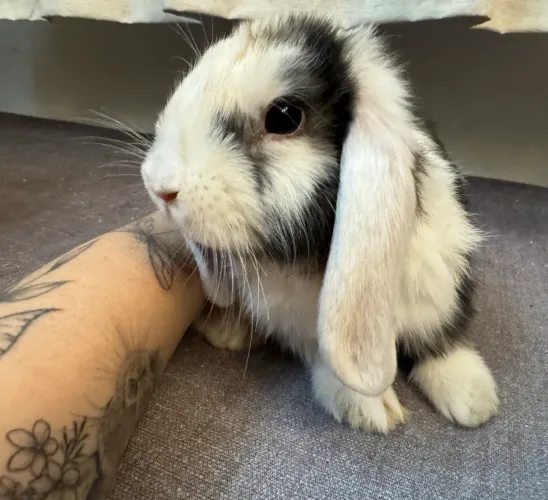 Coelhos Mini Lop (macho e fêmea)