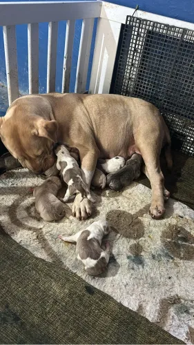 Lindos filhotes de American Bully