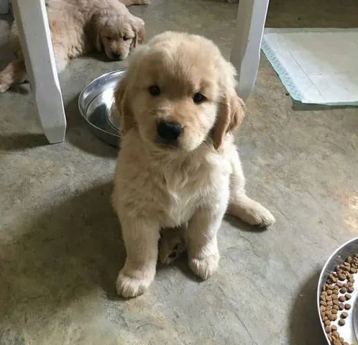 Golden Retriever maravilhosa 