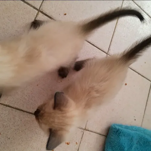 Gatos fêmeas gêmeas