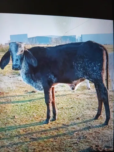 Bezerra