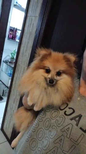 Spitz alemão