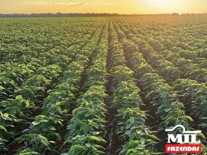 Fazenda Agrícola em Acreúna-GO. 130 Alqueires (629 Hectares).