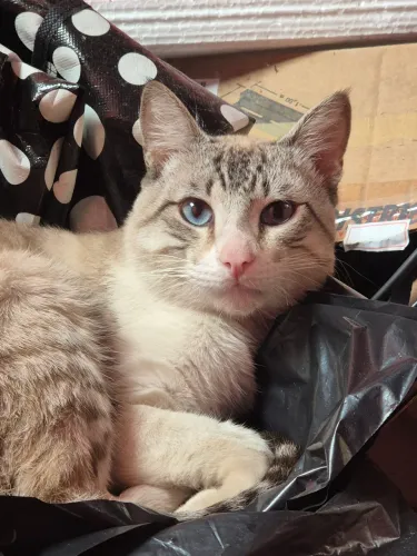 Doação Gato macho