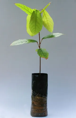 Muda de cupuaçu
