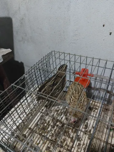 Vendo Codornas Machos e Fêmeas.