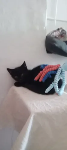 Gato doação