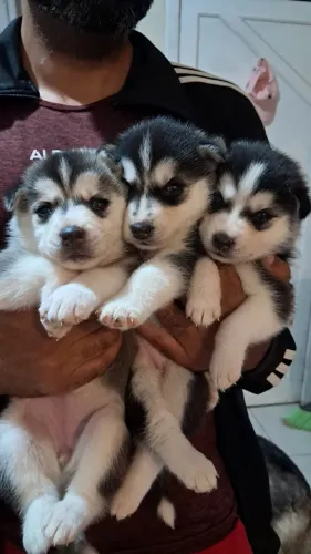 Husky fêmeas