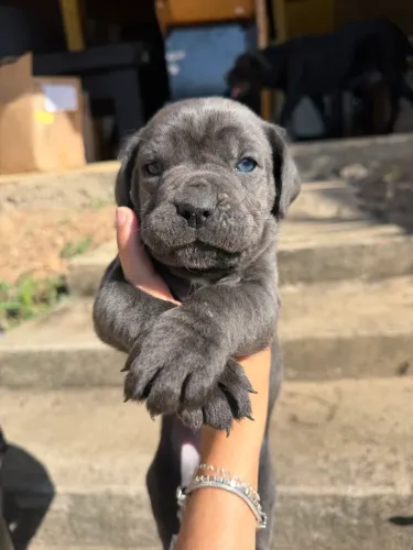 Filhotes de Cane Corso Italiano