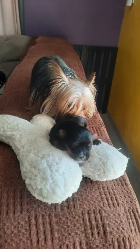 Filhote de Yorkshire 