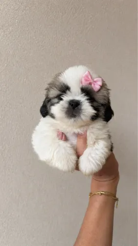 Bebês shih tzu alto padrão 