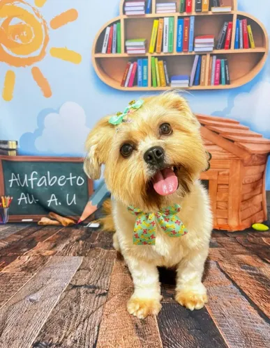 Procuro macho Shi tzu para minha fêmea 