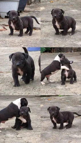Doação de Filhotes de Pitbull