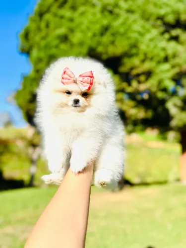 SPITZ ALEMÃO ANÃO (LULU DA POMERANIA)!!!