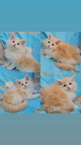 Maine Coon Filhotes - Gatil Bsb Cat