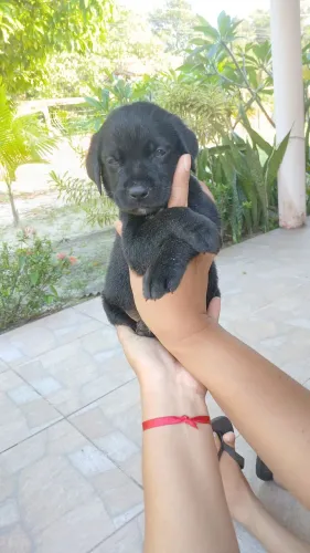 Labrador macho disponível. Ele é esperto, companheiro e brincalhão.