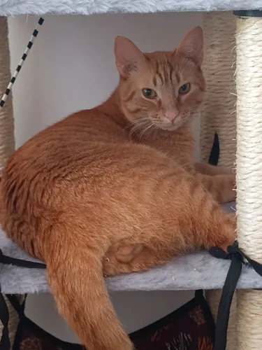 Doação de Gato