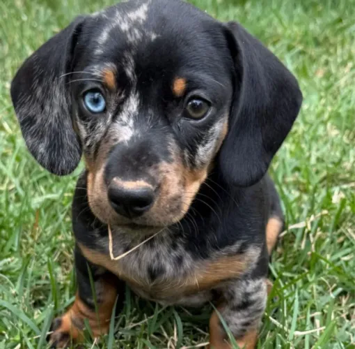 Dachshund Arlequim bassê linguicinha macho filhote cachorro