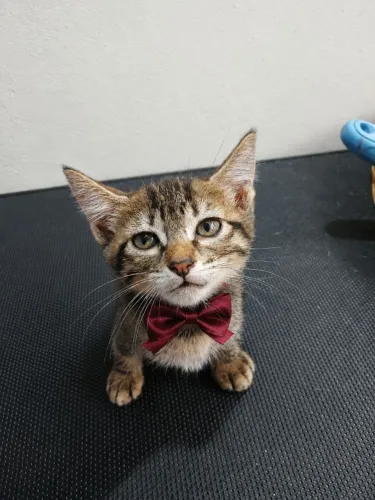Filhotes gatos para adoção