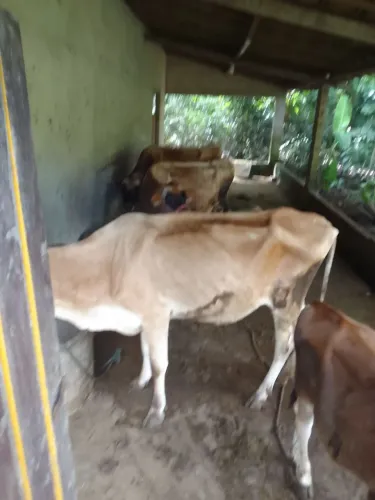 Vacas jersey 
