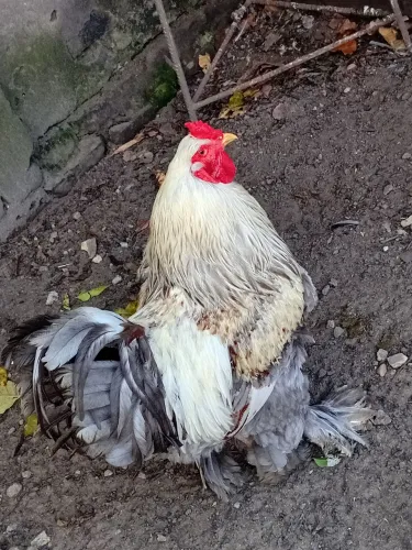 Galo da raça brahma