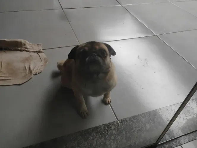 Procuro cachorro macho da raça Pug para reproduzir 