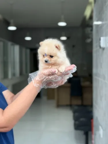 Spitz Alemão Macho Peludinho com Loja Física Segura