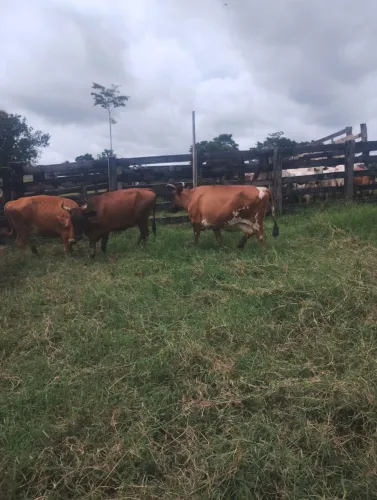 Vendo 5 vacas leiteiras média de 10L 