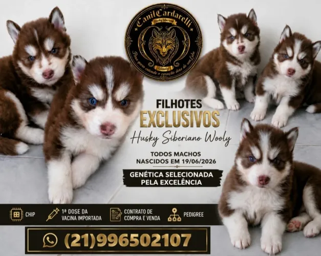 Husky siberiano macho 2 meses