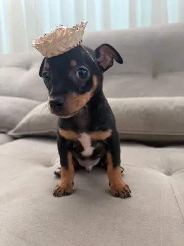 Pinscher macho