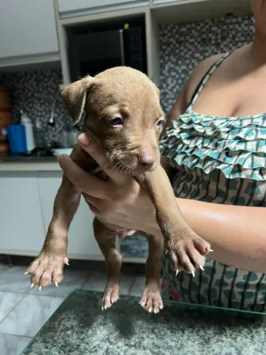 FILHOTES DE PITBULL
