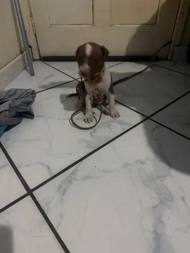 Vendo uma filhote de pitbul demes