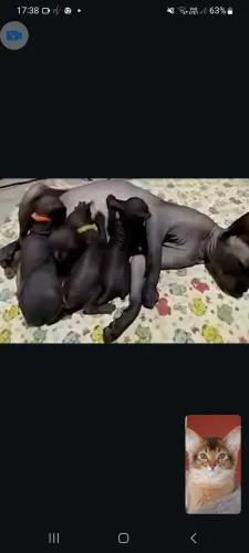 Filhote gato sphynx