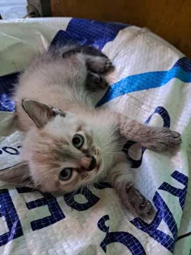 Gatos machos