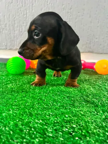 Basset
