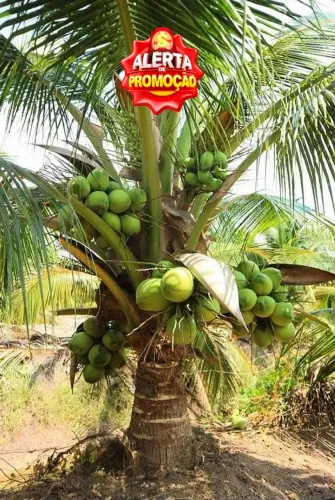 Coco Anão PROMOÇÃO!!!!