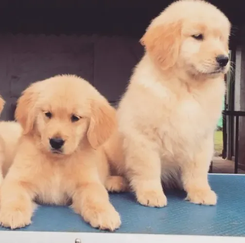 Filhotes de Golden Retriever | Patinhas cheias de amor verdadeiro!