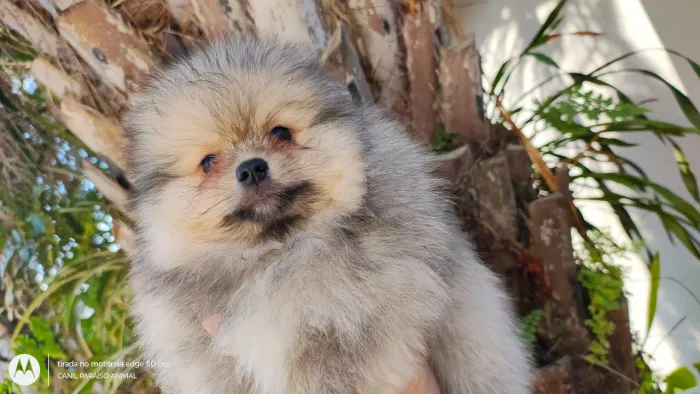 Lindo menino Lulu da pomerania 
