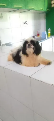 Troco Cachorro Shitizu Macho